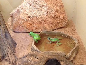 Kings Canyon & Alice Springs-098